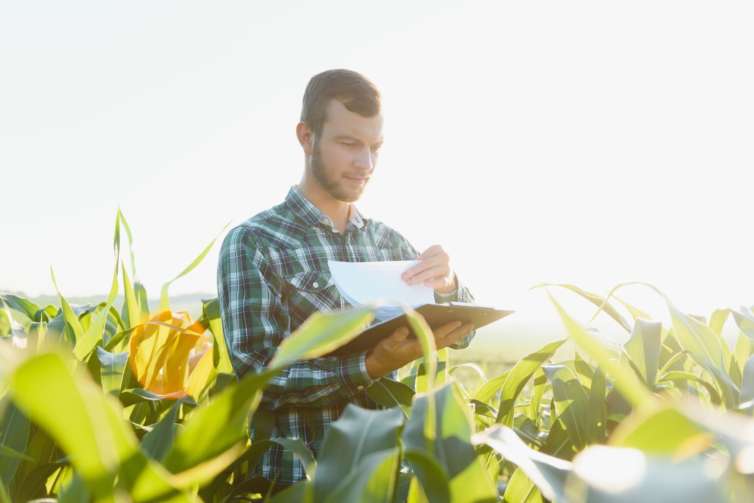 Créditos de ICMS no setor agrícola: como identificar oportunidades