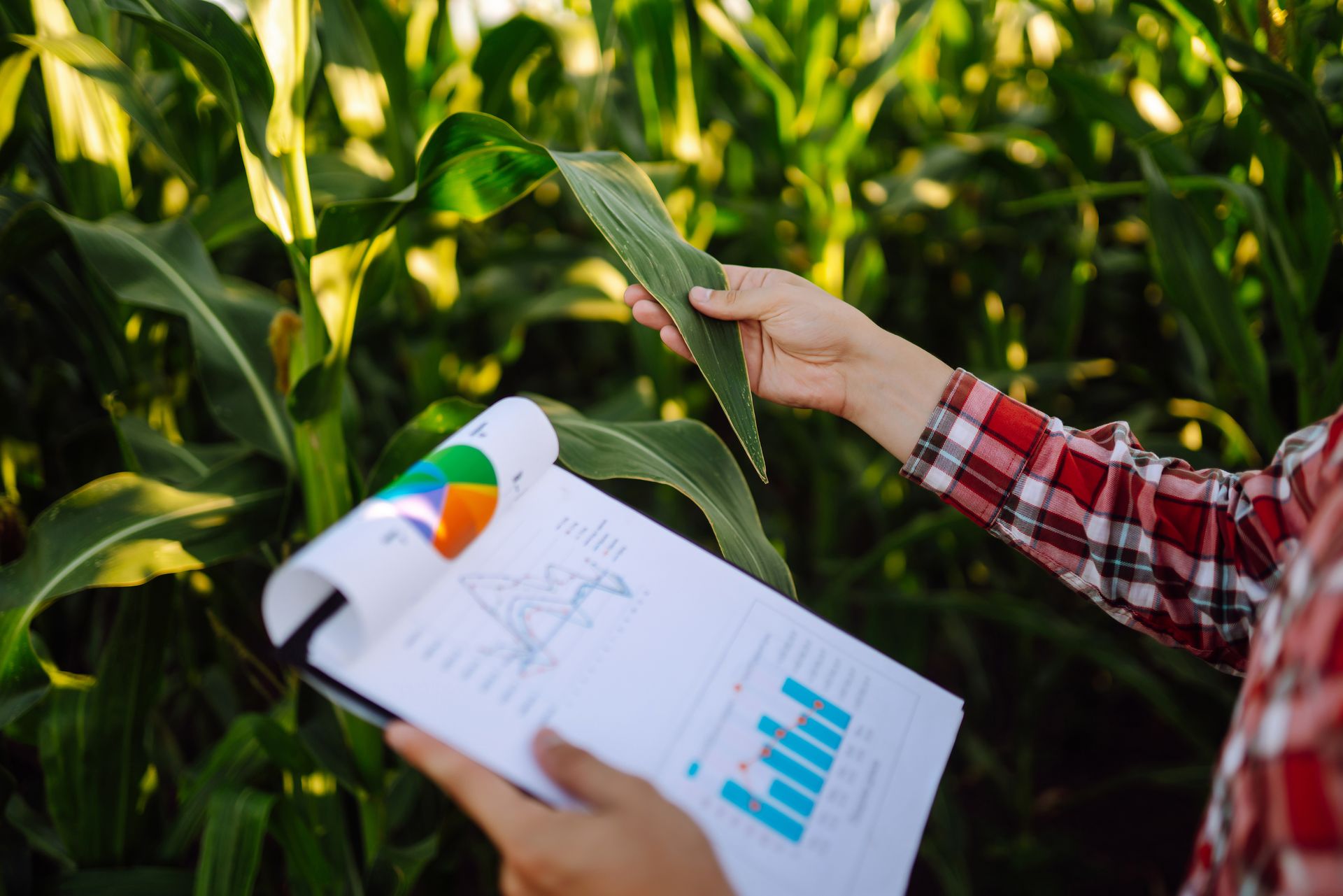 Contabilidade estratégica para o agronegócio: como reduzir custos e crescer com segurança