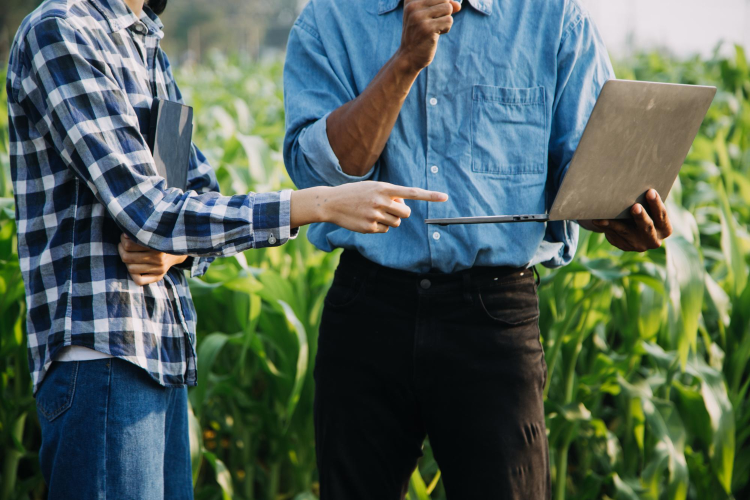 Como reduzir passivos fiscais em operações agrícolas